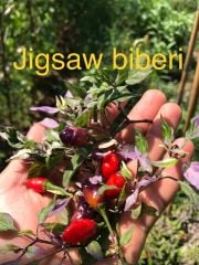 Çok acı biber fidesi(Jigsav biber)