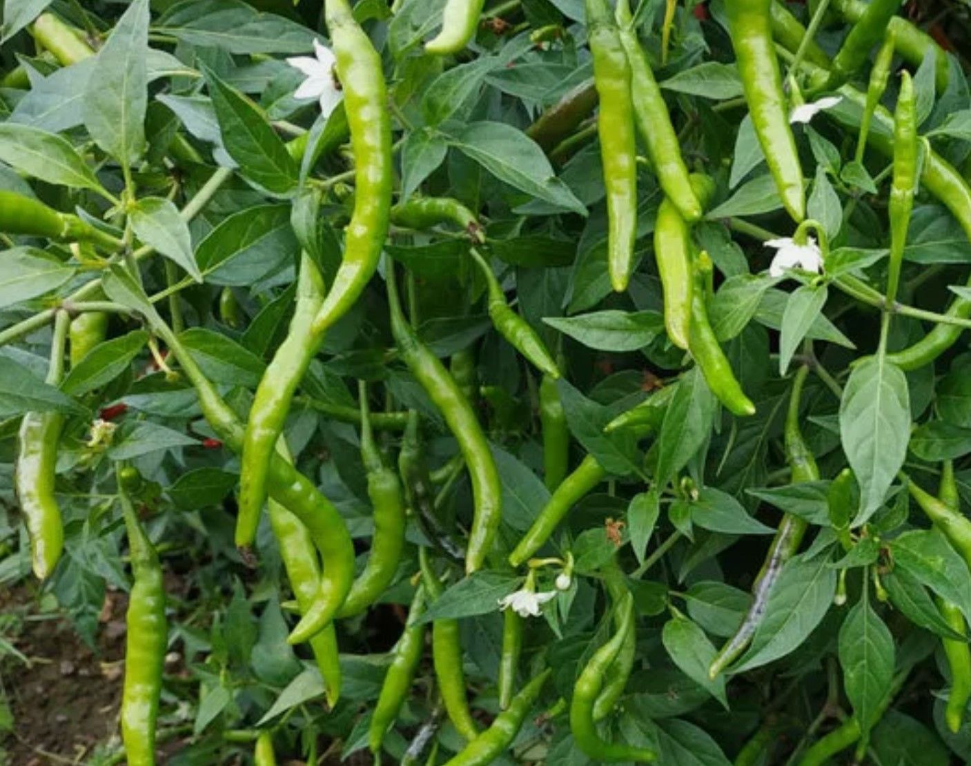 Tatlı, yeşil  biber fidesi(Sivri tatlı biber)
