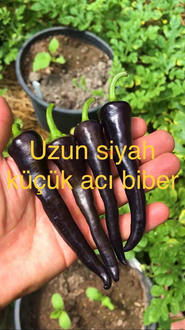 Acı uzun Siyah biber fidesi