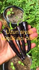 Acı uzun Siyah biber fidesi