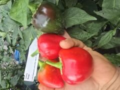 Tatlı büyük tombik biber fidesi(Lesya biber)