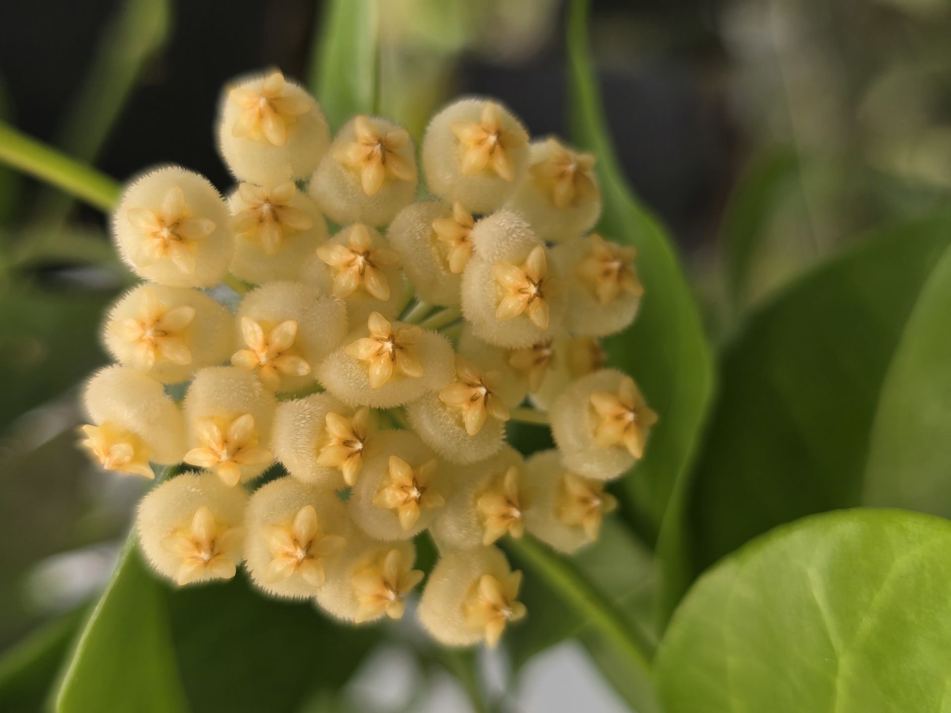 Hoya obscura yellow -  yoğun ve keskin Kokulu mum çiçeği  Saksıda dolgun ve tomurcuklu.  (resimde saksıda görülen)