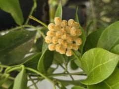 Hoya obscura yellow -  yoğun ve keskin Kokulu mum çiçeği  Saksıda dolgun ve tomurcuklu.  (resimde saksıda görülen)