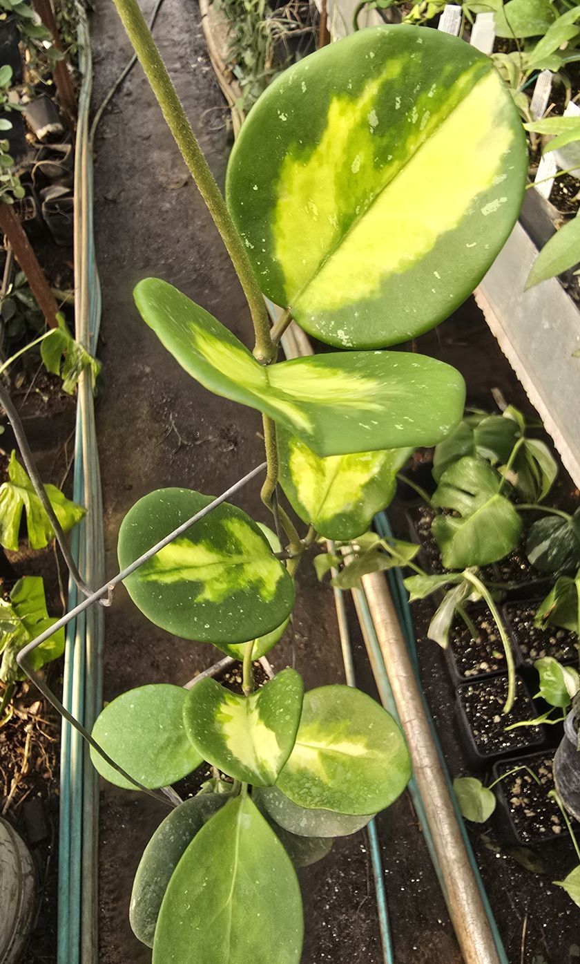 Hoya obovata variegata, Kokulu mum çiçeği  50-100 cm arası boyda tomurcuklu Anaç (Resimde görülen saksı)