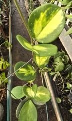 Hoya obovata variegata, Kokulu mum çiçeği  50-100 cm arası boyda tomurcuklu Anaç (Resimde görülen saksı)