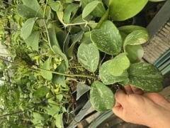 Hoya kerrii  splash Kokulu mum çiçeği 50-100 cm boyda mini saksıda köklü.Güçlü sürgünlü (kod:mum101L)