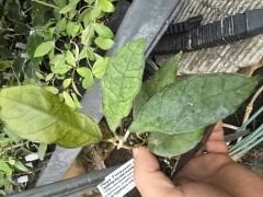 Hoya  finlaysonii long leaves- kokulu mum çiçeği  10-20 cm boyda, toprak da köklü ve sürgünlü (kod:new150b)