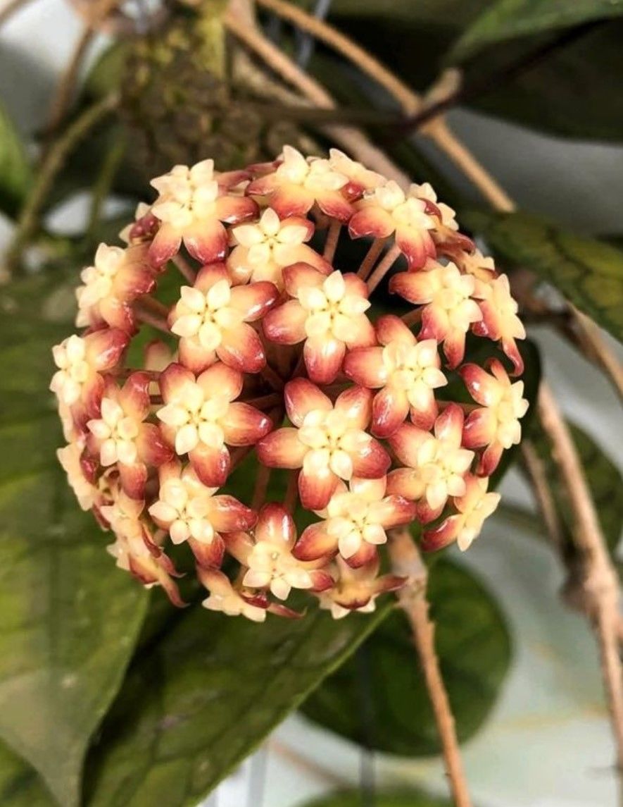 Hoya  finlaysonii long leaves- kokulu mum çiçeği  10-20 cm boyda, toprak da köklü ve sürgünlü (kod:new150b)