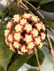 Hoya  finlaysonii long leaves- kokulu mum çiçeği  10-20 cm boyda, toprak da köklü ve sürgünlü (kod:new150b)