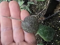 Hoya  İmbricata- kokulu mum çiçeği  10-20 cm boyda, toprak da köklü ve sürgünlü (kod:new151b)