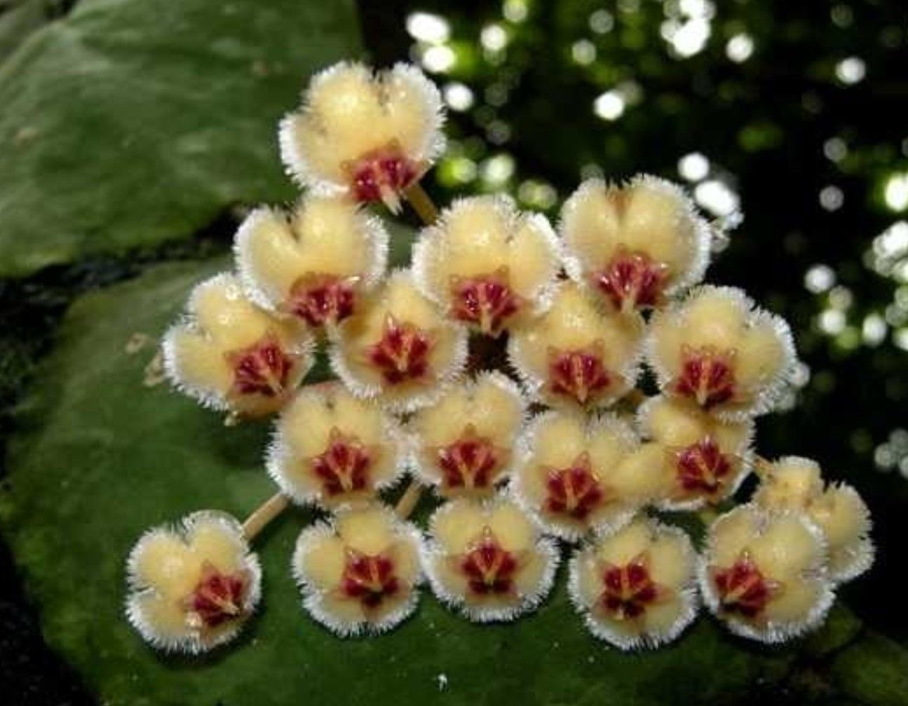Hoya  İmbricata- kokulu mum çiçeği  10-20 cm boyda, toprak da köklü ve sürgünlü (kod:new151b)