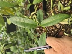Hoya archboldiana white - Kokulu mum çiçeği 10-20 cm boyda mini saksıda köklü.Güçlü sürgünlü (kod:new153b