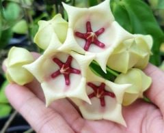 Hoya archboldiana white - Kokulu mum çiçeği 10-20 cm boyda mini saksıda köklü.Güçlü sürgünlü (kod:new153b