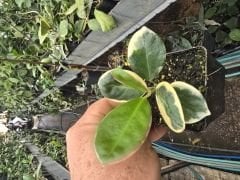 Hoya australis Albomarginata - Kokulu mum çiçeği 10-20 cm boyda mini saksıda köklü. Güçlü sürgünlü  (kod mum 152b