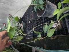 Hoya latifolia -  Kokulu mum çiçeği 80-100 cm boyda mini saksıda köklü. Güçlü sürgünlü (kod:new44c)