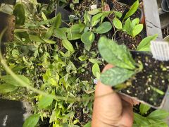Hoya crassipetiolata from vietnam - Kokulu mum çiçeği 10-20 cm boyda mini saksıda köklü.Güçlü sürgünlü (kod:new153b)