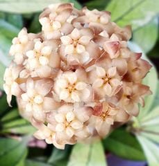 Hoya crassipetiolata from vietnam - Kokulu mum çiçeği 10-20 cm boyda mini saksıda köklü.Güçlü sürgünlü (kod:new153b)