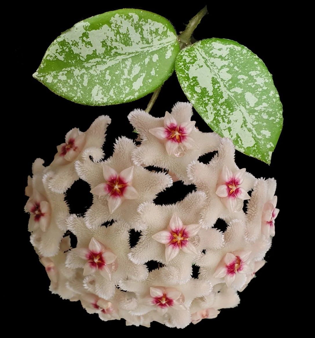 Hoya mathilde splash- Kokulu mum çiçeği 10-20 cm boyda mini saksıda köklü.Güçlü sürgünlü (kod:new154)