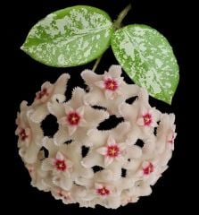 Hoya mathilde splash- Kokulu mum çiçeği 10-20 cm boyda mini saksıda köklü.Güçlü sürgünlü (kod:new154)
