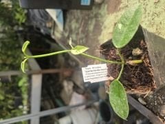 Hoya Ariadna- Kokulu mum çiçeği 10-20 cm boyda mini saksıda köklü.Güçlü sürgünlü (kod:new155)
