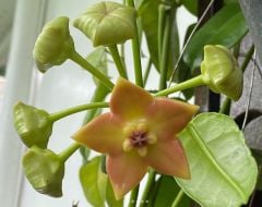 Hoya Ariadna- Kokulu mum çiçeği 10-20 cm boyda mini saksıda köklü.Güçlü sürgünlü (kod:new155)