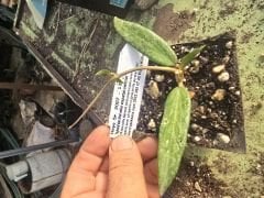 Hoya Sr. 2007-13 - Kokulu mum çiçeği 10-20 cm boyda mini saksıda köklü.Güçlü sürgünlü (kod:new156)