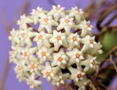 Hoya Sr. 2007-13 - Kokulu mum çiçeği 10-20 cm boyda mini saksıda köklü.Güçlü sürgünlü (kod:new156)