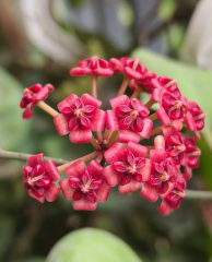 Hoya Lucardenasiana - Kokulu mum çiçeği 10-20 cm boyda mini saksıda köklü.Güçlü sürgünlü (kod:new157b)