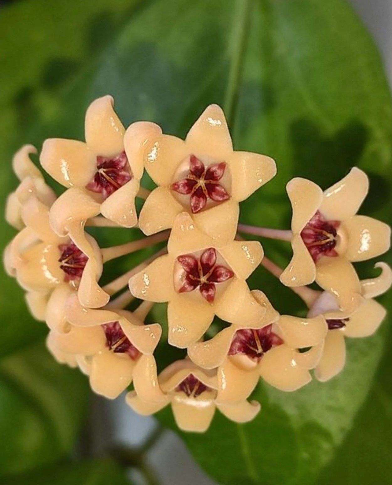 Hoya Cutis porcelana - Kokulu mum çiçeği 10-20 cm boyda mini saksıda köklü.Güçlü sürgünlü (kod:new157)