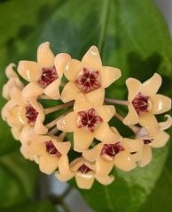 Hoya Cutis porcelana - Kokulu mum çiçeği 10-20 cm boyda mini saksıda köklü.Güçlü sürgünlü (kod:new157)