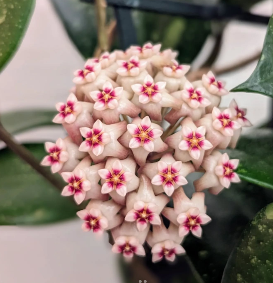 Hoya Do nang vietnam - Kokulu mum çiçeği 10-20 cm boyda mini saksıda köklü.Güçlü sürgünlü (kod:new159b)