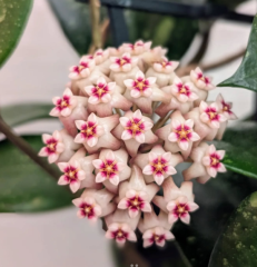 Hoya Do nang vietnam - Kokulu mum çiçeği 10-20 cm boyda mini saksıda köklü.Güçlü sürgünlü (kod:new159b)