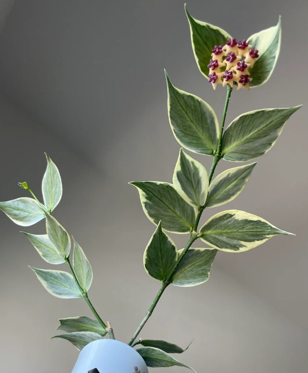 Hoya Polyneura albomarginata - Kokulu mum çiçeği 10-20 cm boyda mini saksıda köklü.Güçlü sürgünlü (kod:new160b)