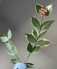 Hoya Polyneura albomarginata - Kokulu mum çiçeği 10-20 cm boyda mini saksıda köklü.Güçlü sürgünlü (kod:new160b)