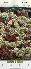 Hoya compacta variegata kokulu mum 21