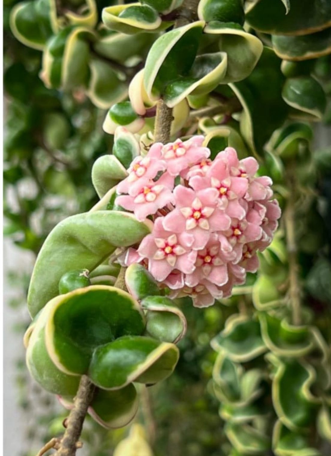 Hoya compacta variegata kokulu mum 21