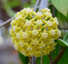 Hoya pentaphlebia - Kokulu mum çiçeği 30-50 cm boyda mini saksıda köklü.Güçlü sürgünlü (kod:new162b)