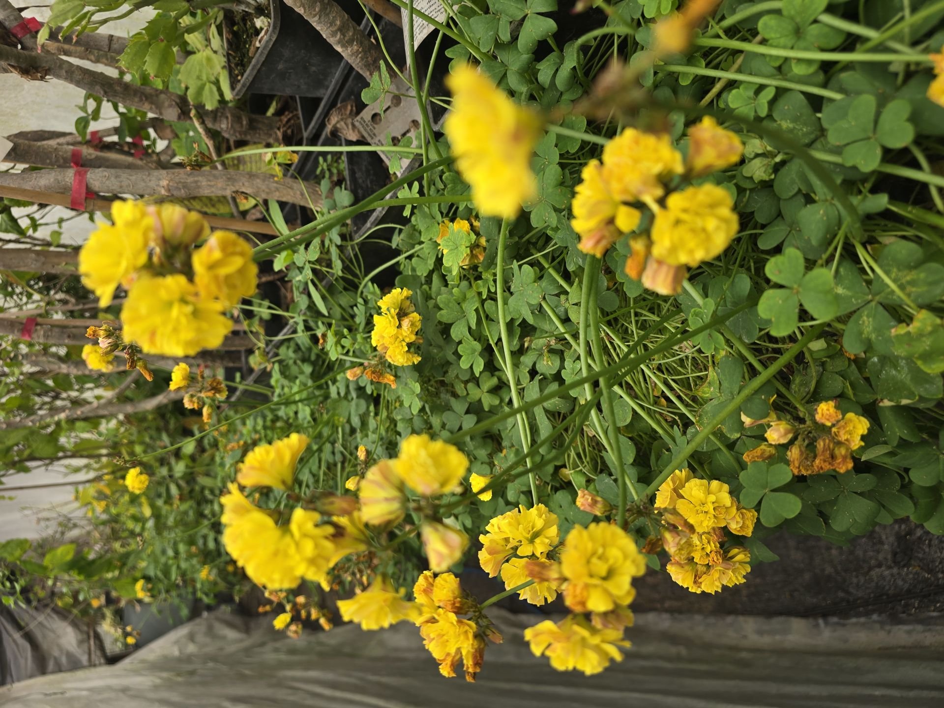 Katmerli sarı oxalis (uyku çiçeği) büyük ve dolgun, Kod: ox 005
