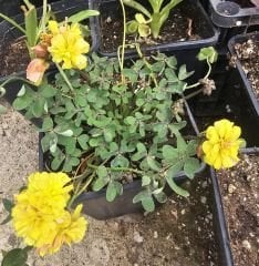 Katmerli sarı oxalis (süs yoncası) büyük ve dolgun, Kod: ox 005