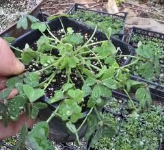 Katmerli sarı oxalis (uyku çiçeği) büyük ve dolgun, Kod: ox 005
