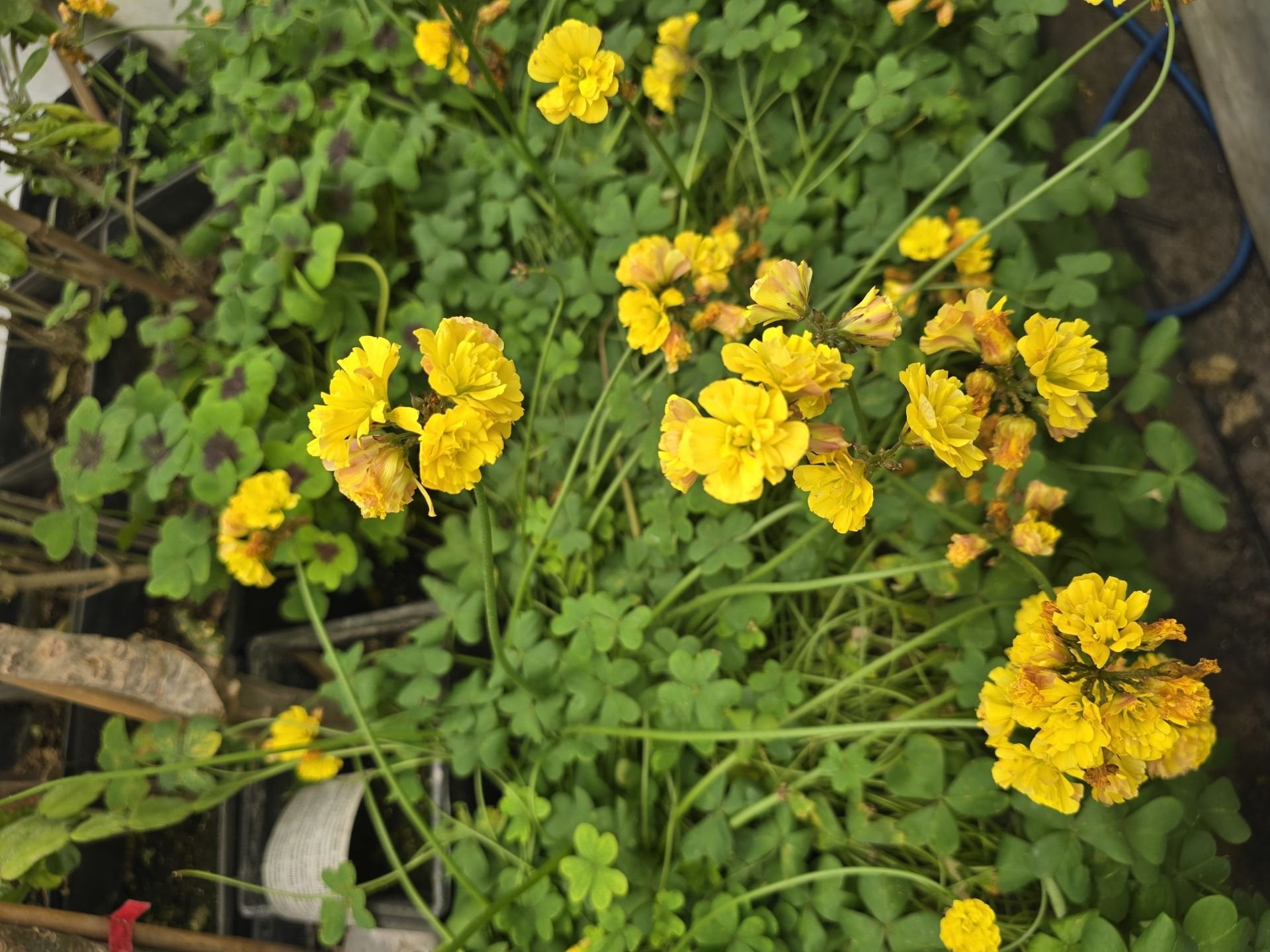 Katmerli sarı oxalis (uyku çiçeği)  En büyük ve dolgun, Kod: ox 006