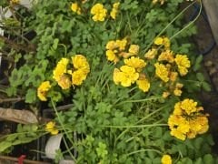 Katmerli sarı oxalis (uyku çiçeği)  En büyük ve dolgun, Kod: ox 006