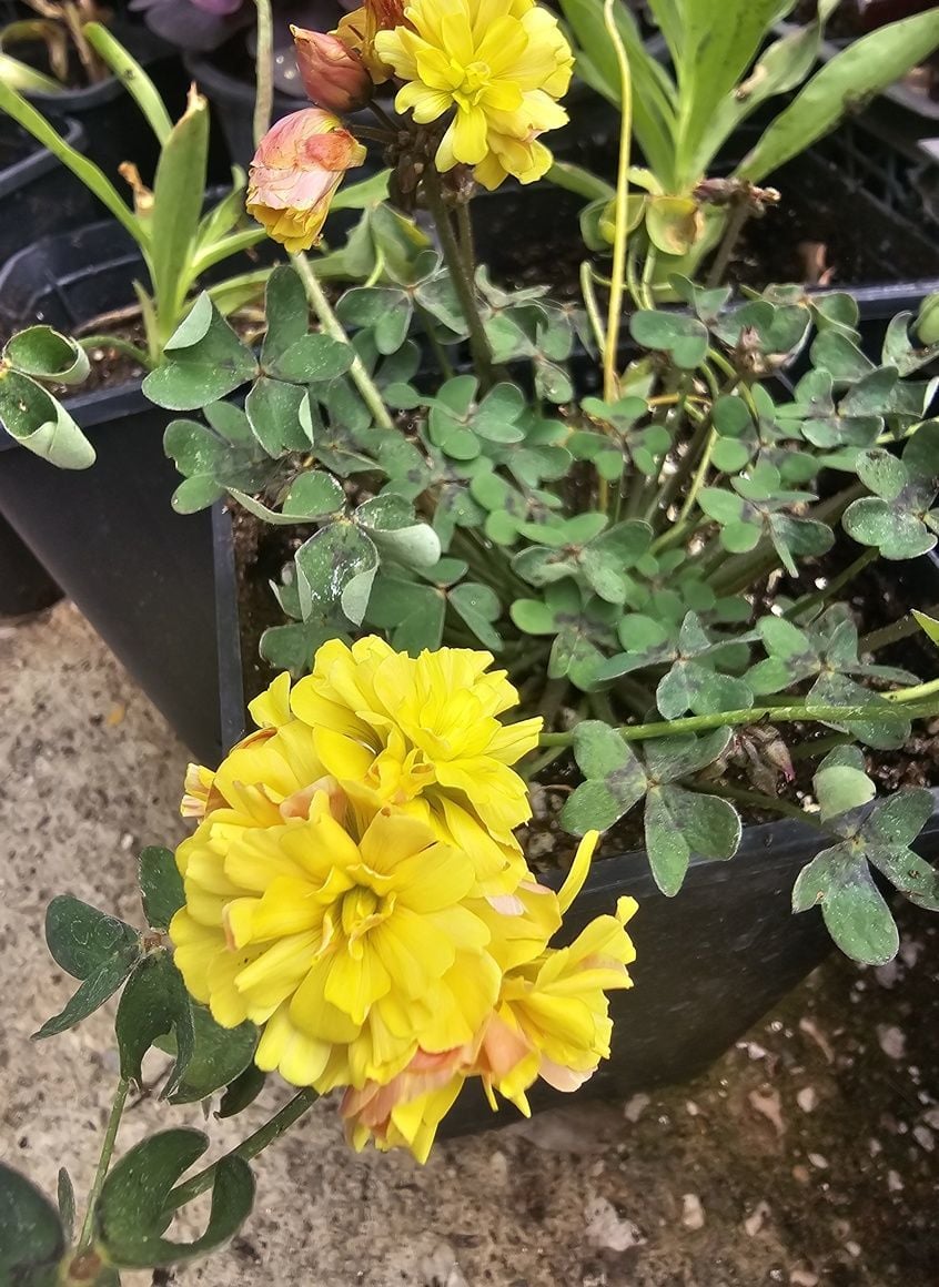 Katmerli sarı oxalis (süs yoncası)  En büyük ve dolgun, Kod: ox 006