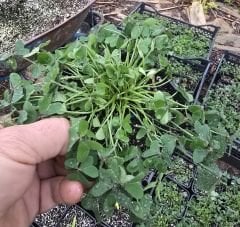 Katmerli sarı oxalis (süs yoncası)  En büyük ve dolgun, Kod: ox 006