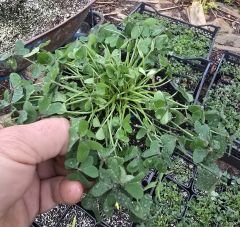 Katmerli sarı oxalis (uyku çiçeği)  En büyük ve dolgun, Kod: ox 006