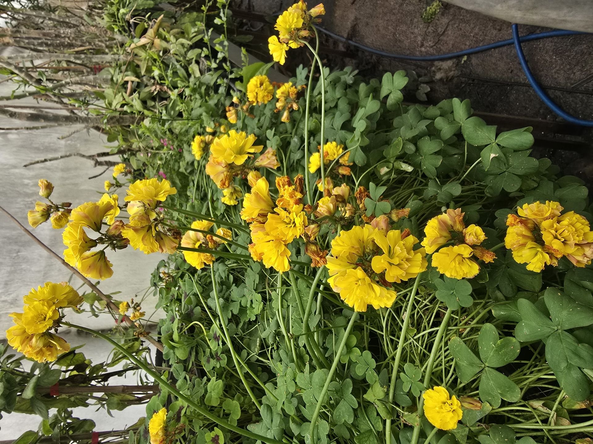 Katmerli sarı oxalis (uyku çiçeği)  tek kök ve gövde , Kod: ox 007