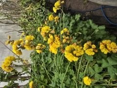 Katmerli sarı oxalis (uyku çiçeği)  tek kök ve gövde , Kod: ox 007