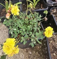 Katmerli sarı oxalis (süs yoncası)  tek kök ve gövde , Kod: ox 007