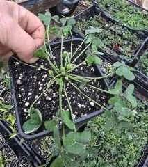 Katmerli sarı oxalis (süs yoncası)  tek kök ve gövde , Kod: ox 007