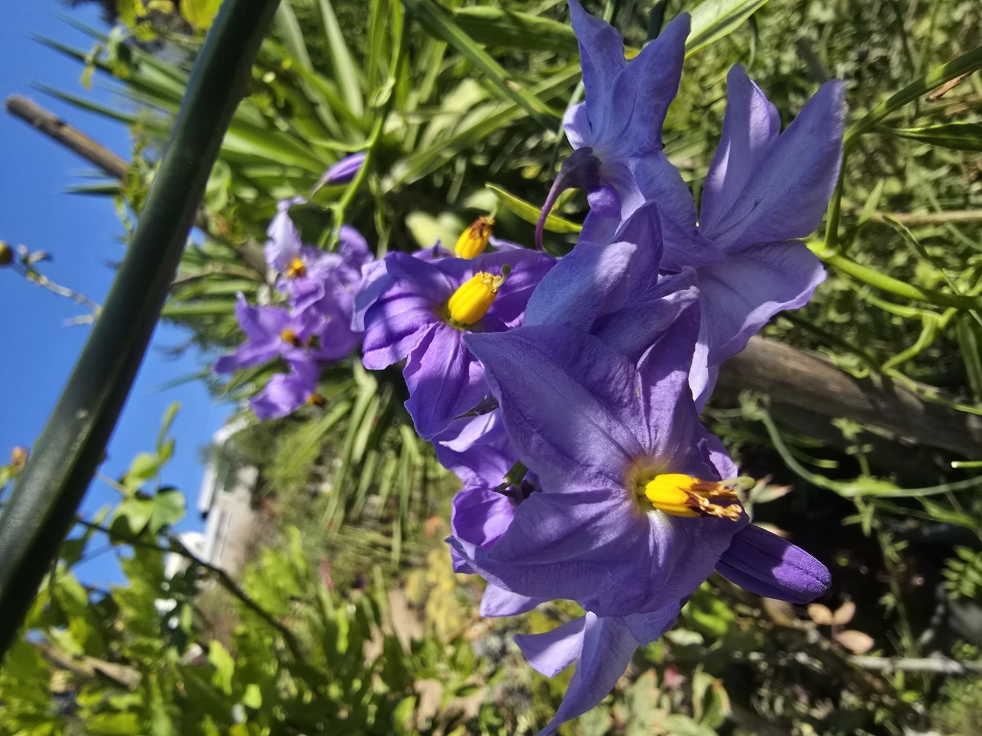 Kokulu Mavi solanum yasemin, Solanum cripum (40-60 cm boyda) Kod:y714